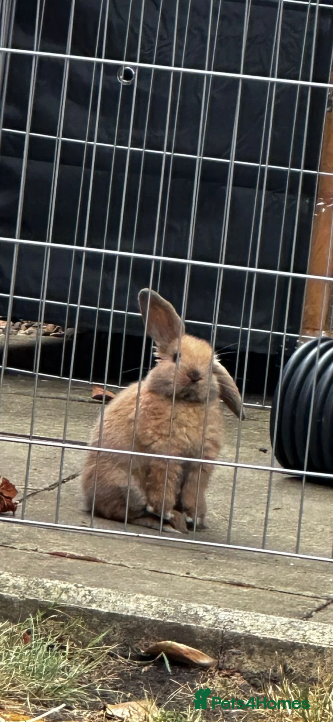 Mini Lop rabbits for sale: Male mini lop - Advert 3