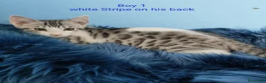 Mixed Breed Kitten 1