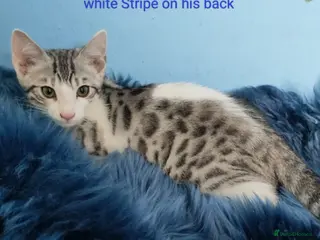 Mixed Breed cats Silver Rossetted Parti X Bengal kittens - Advert 2