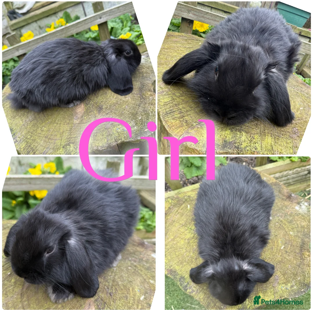 Mini Lop rabbits for sale: Beautiful Baby Mini Lop Rabbits For Sale 8 Weeks   - Advert 1