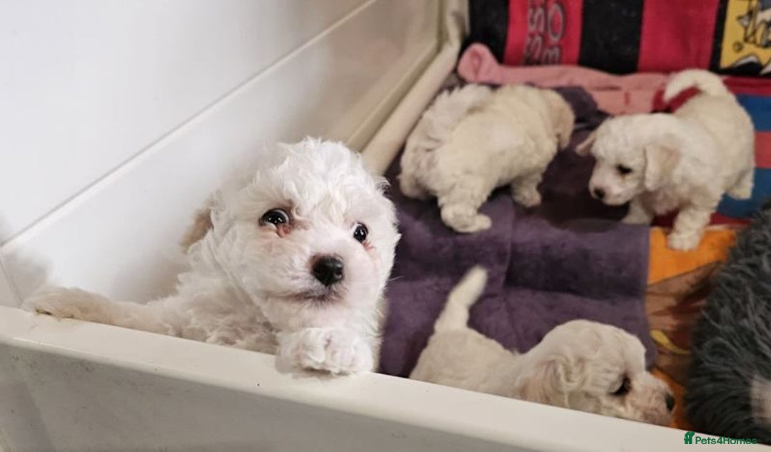 Bichon Frise dogs for sale: ALL bichon frise - Image 4