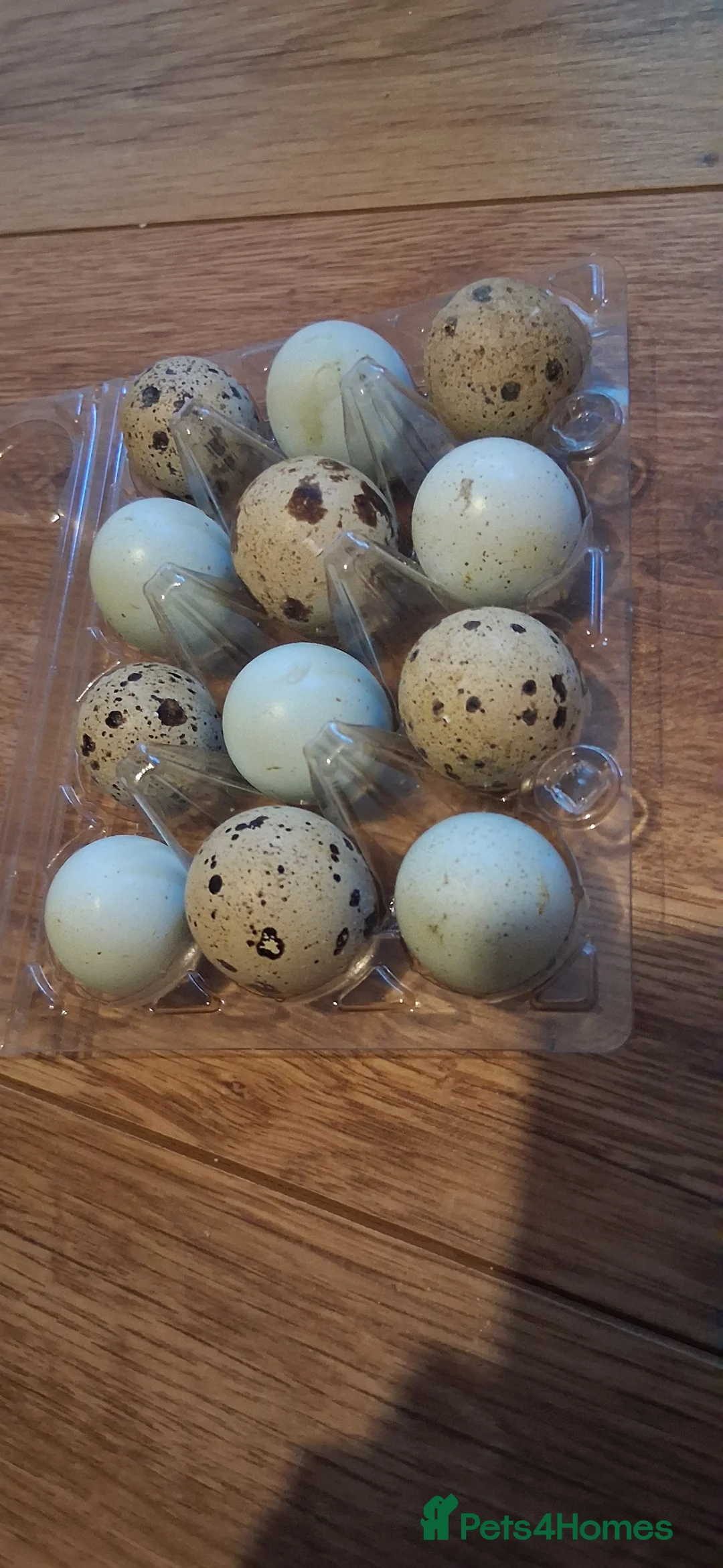 Quail poultry for sale: Courtnix quail in Halesowen - Advert 2