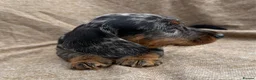 Dachshund dogs for sale: Miniature wire haired dachshunds 🐶 - Advert 2