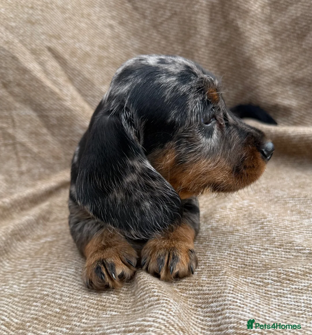 Dachshund dogs for sale: Miniature wire haired dachshunds 🐶 - Advert 2