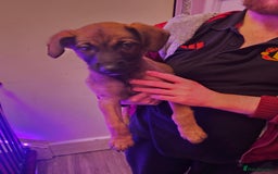 Belgian Shepherd Dog dogs for sale: Belgian malinois puppies  - Image 9