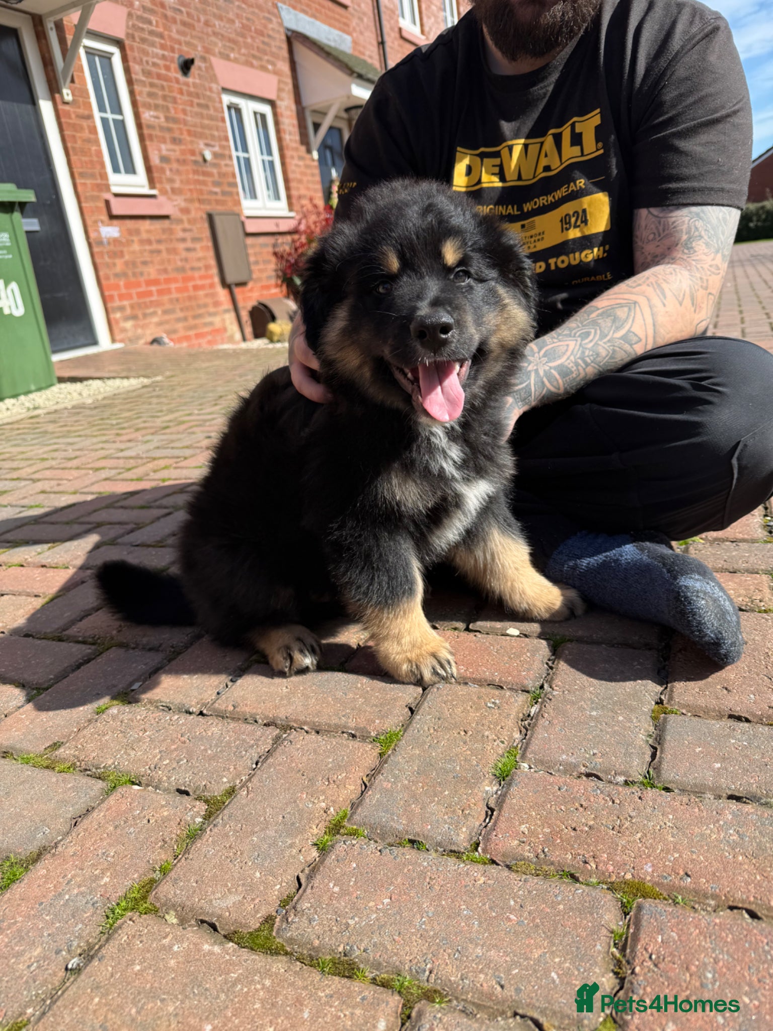 Mixed Breed dogs Rottweiler x husky - Advert 1