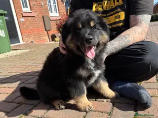 Mixed Breed dogs Rottweiler x husky - Advert 8