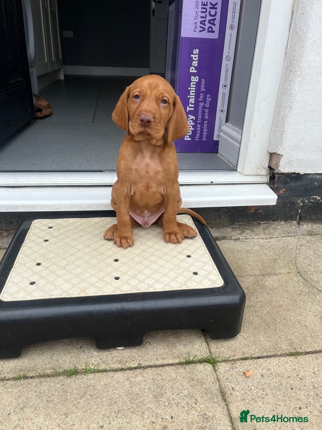 Hungarian Vizsla dogs for sale: Hungarian Vizsla puppies   - Image 28
