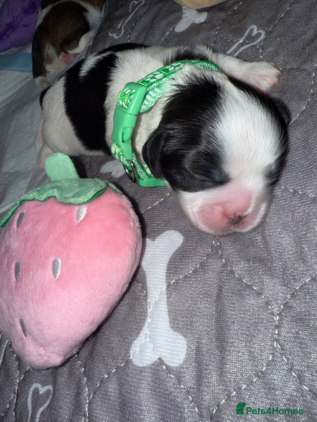 Shih Tzu dogs for sale: ShihTzu Newborn Puppies 💕Home-Raised & Well-Loved - Advert 27