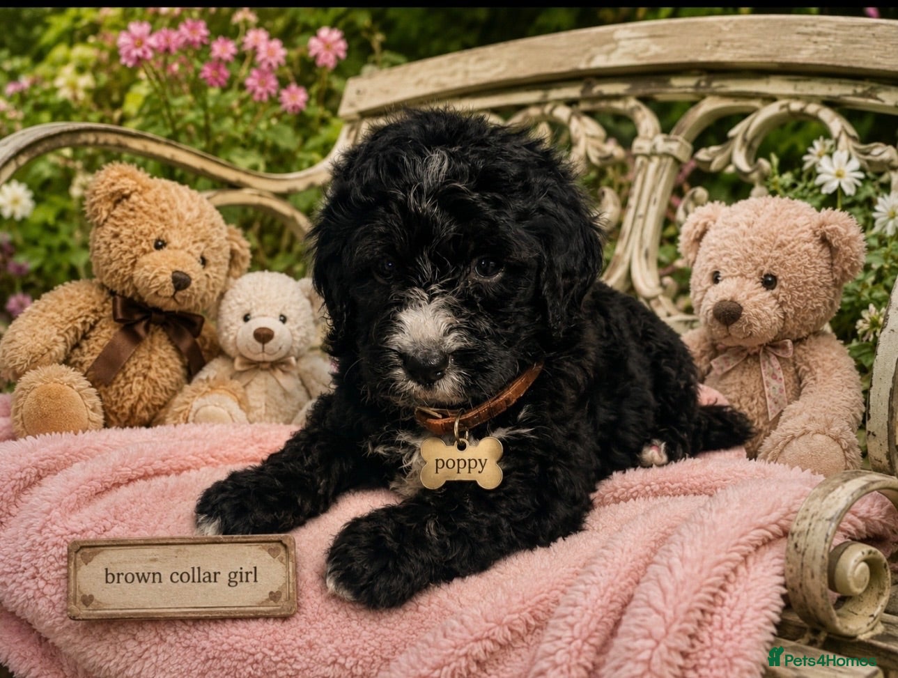 Bernedoodle dogs standard F1 Bernadoodles 5 reserved  - Advert 2