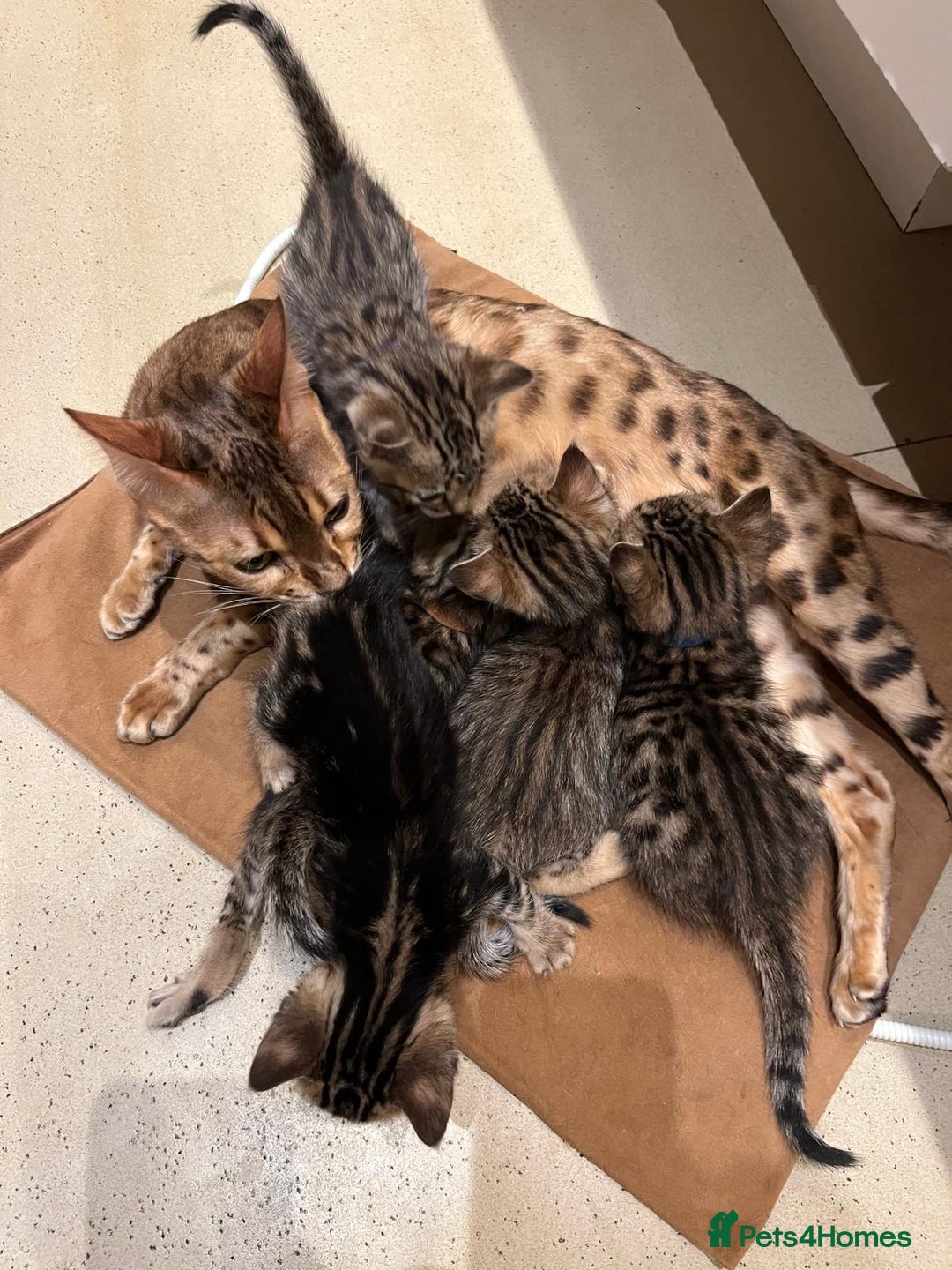 Bengal cats for sale: BEAUTIFUL BENGAL CROSS KITTENS-TWO GIRLS LEFT  - Advert 10