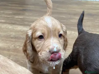 Cocker Spaniel dogs Working cocker spaniels - Advert 4