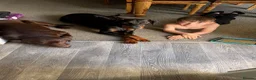 Dobermann dogs for sale: Diablo  - Advert 6