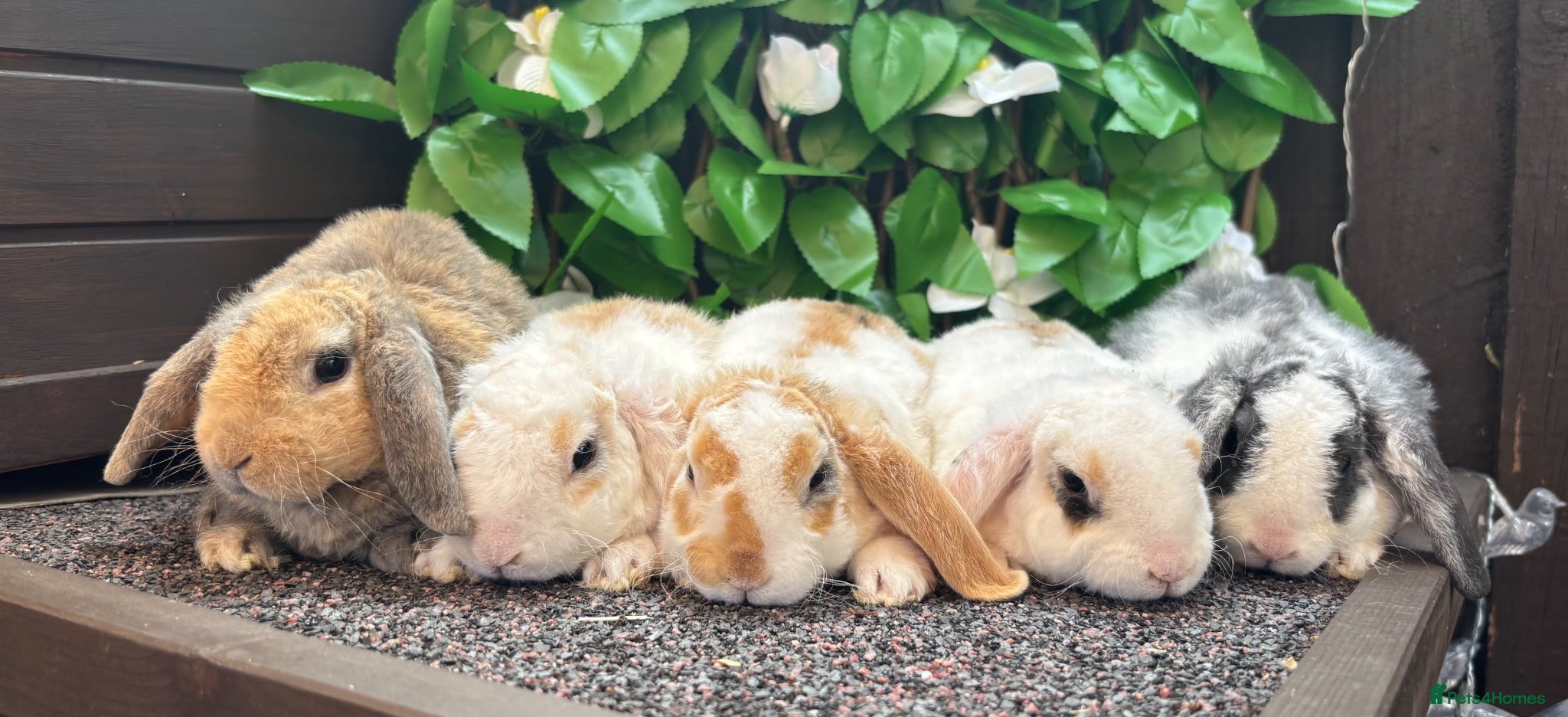 Mini Lop rabbits Mini Plush Lops. Hypoallergenic Fur. - Advert 18