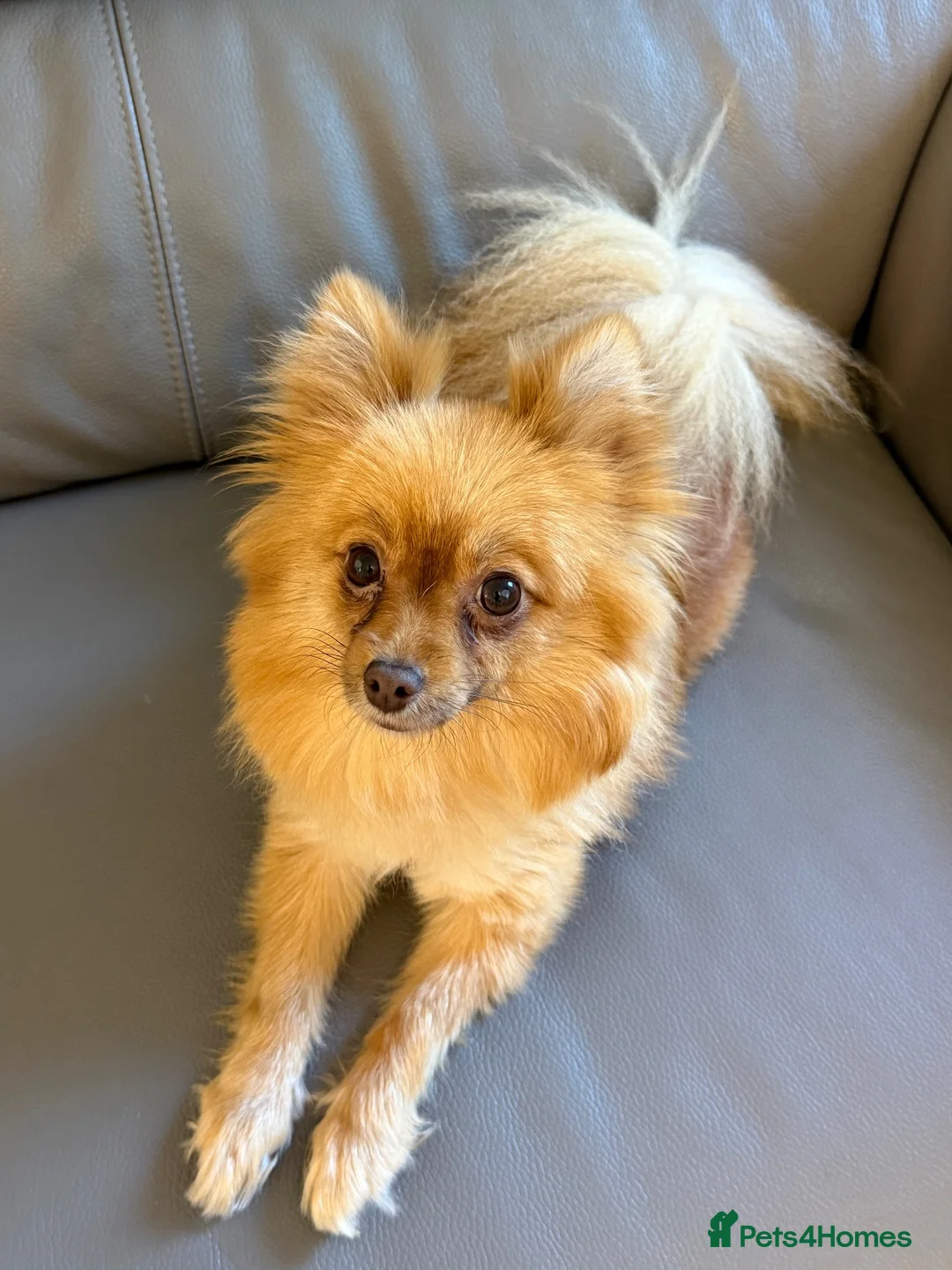 Pomeranian dogs for sale: 2-Year-Old Female Pomeranian (Not Spayed / Intact) - Advert 2