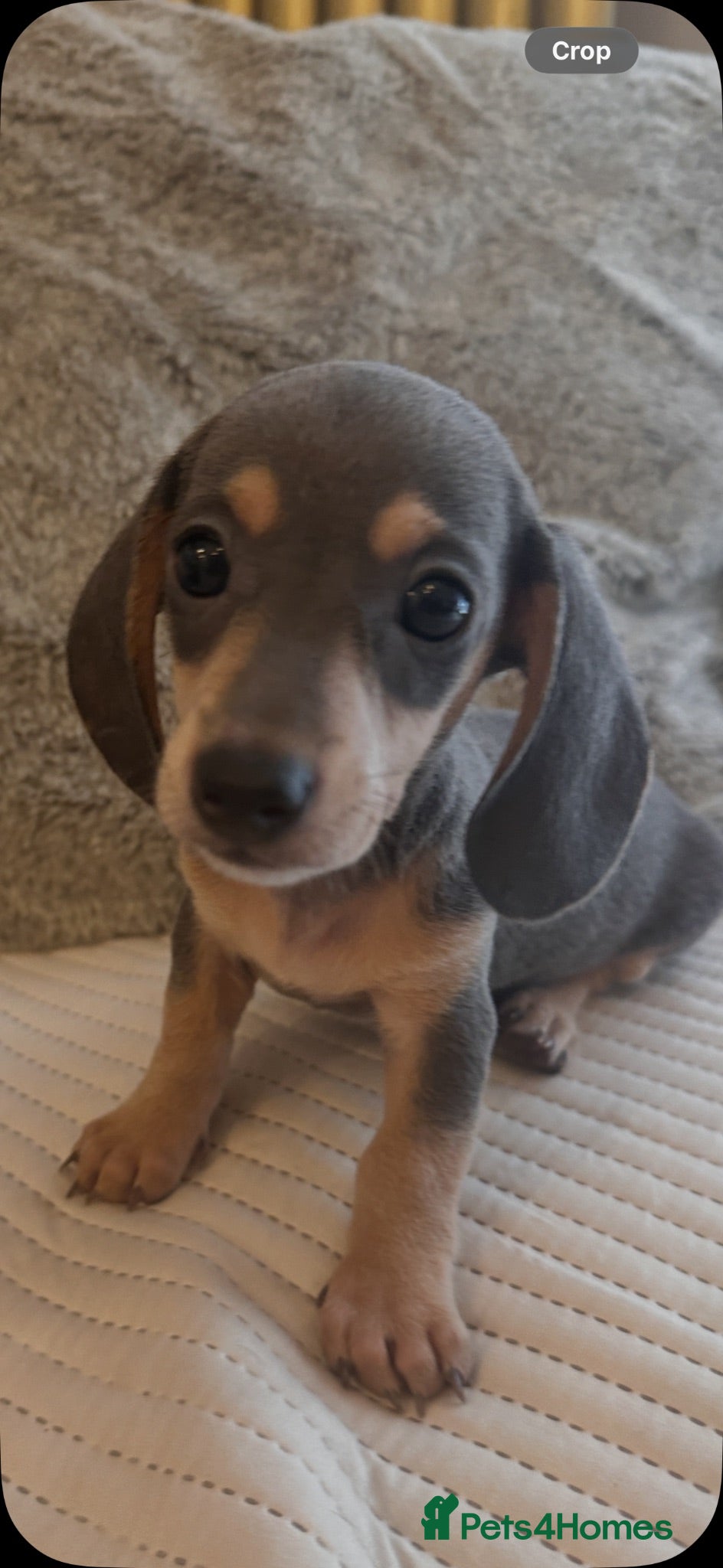 Miniature Dachshund dogs KC miniature daschunds  PRA clear  dapple , blue  - Advert 9