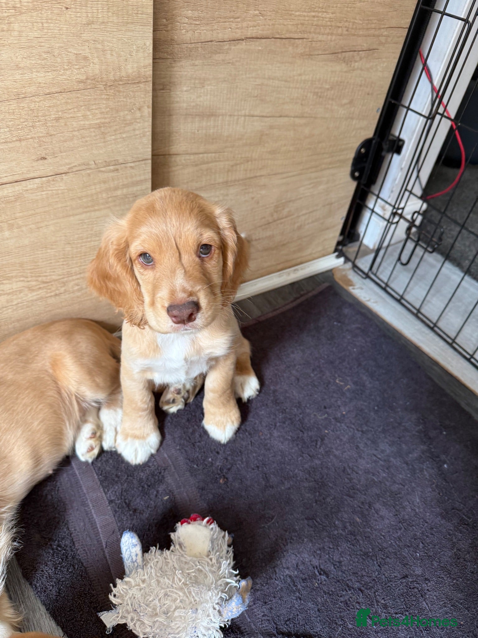 Cocker Spaniel dogs 4 Boys Ready to Re home Cockers  - Advert 10
