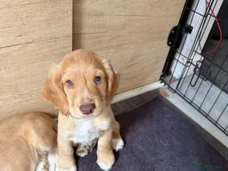 Cocker Spaniel dogs 4 Boys Ready to Re home Cockers - Advert 10