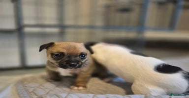 Mixed Breed dogs - Advert 4