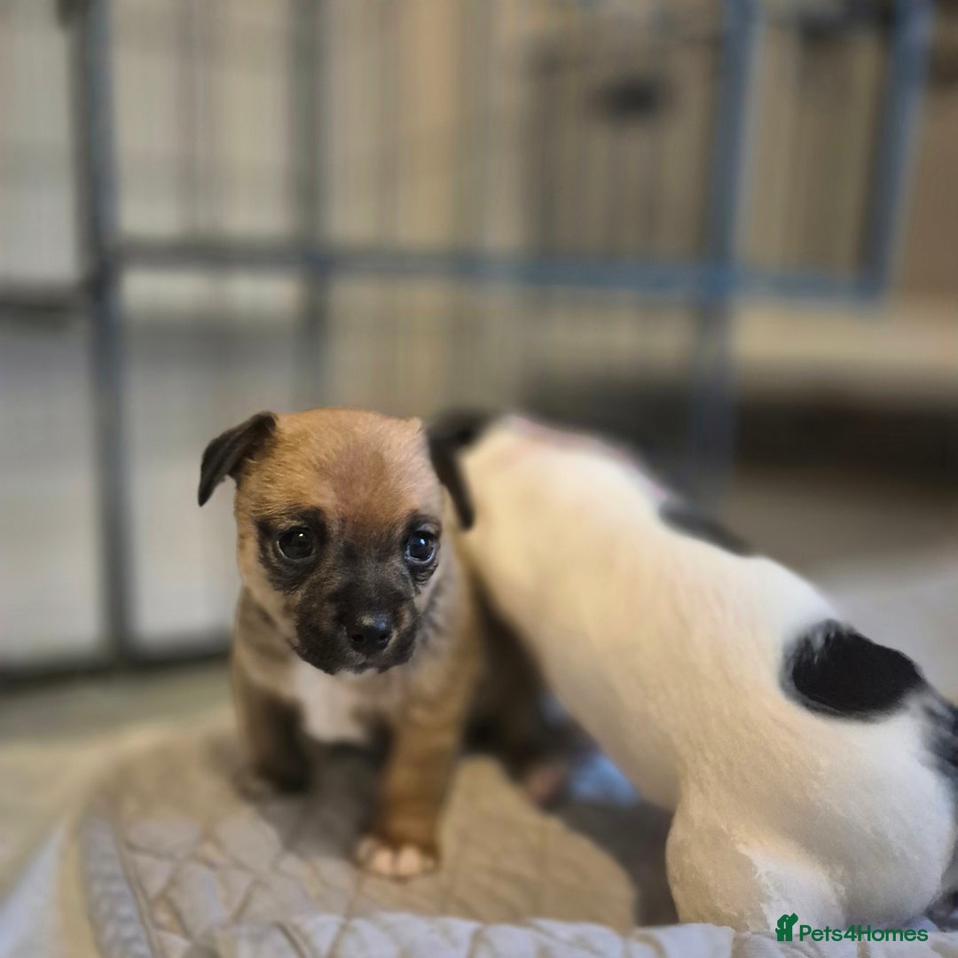 Mixed Breed dogs for sale: Jack chi puppies - Image 3