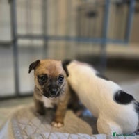 Mixed Breed dogs - Advert 4