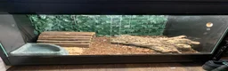 Python Snake reptiles for sale: Super gravel with set up - Advert 3