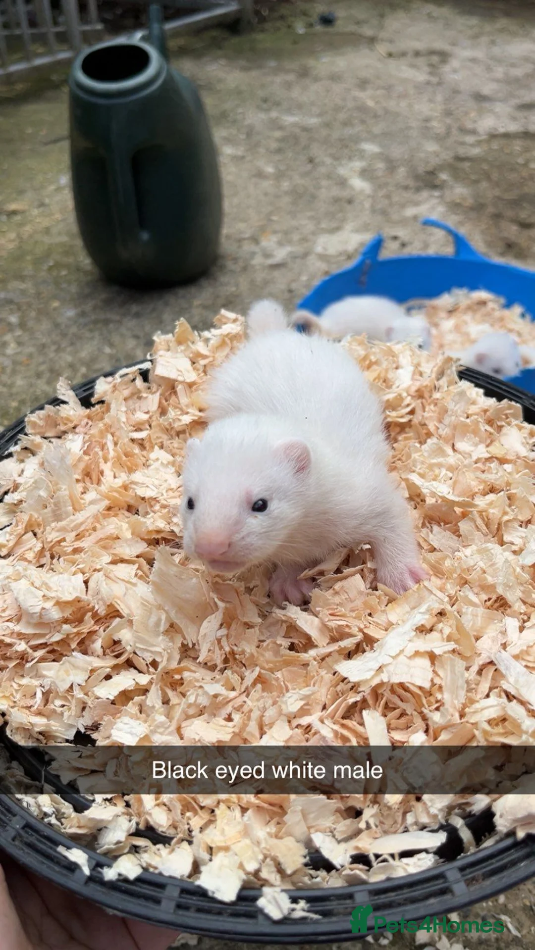 Ferret rodents for sale: Ferret Kits in Bury Saint Edmunds - Advert 2
