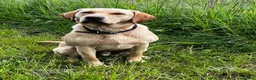 Labrador Retriever dogs for sale: Beautiful natured working Labradors  - Advert 7