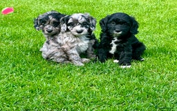 Cavapoo dogs for sale: Stunning Cavapoo puppies - Image 1