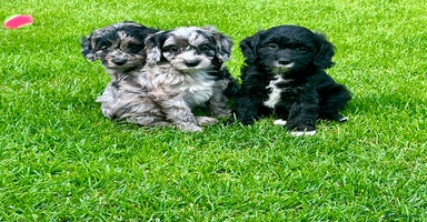 Cavapoo dogs - Advert 2