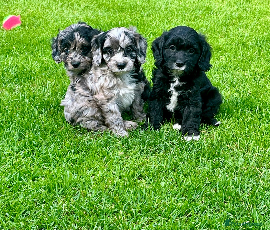 Cavapoo dogs for sale: Stunning Cavapoo puppies - Image 1