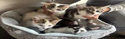 American Shorthair cats for sale: Four Kittens 💖 - Advert 6