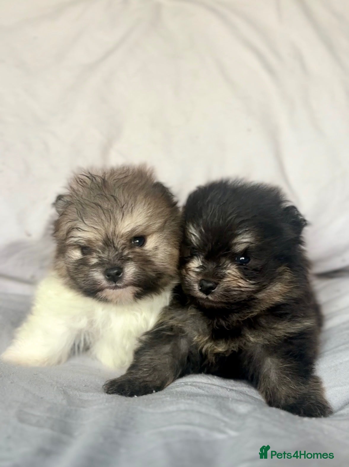 Pomeranian dogs Gorgeous Pomeranian Puppys for sale  - Advert 11