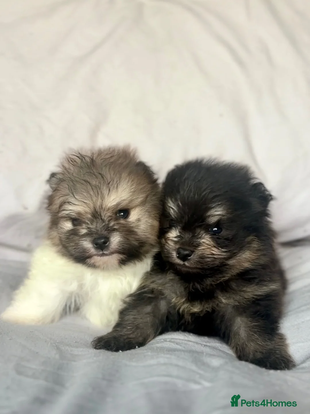 Pomeranian dogs for sale: Gorgeous Pomeranian Puppys for sale  - Advert 1