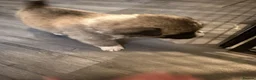 Akita dogs for sale: American Akita Puppies - Advert 19