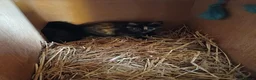 Domestic Shorthair cats for sale: Beautiful Kittens for sale - Advert 4