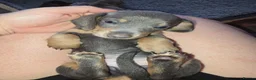 Miniature Dachshund dogs for sale: Adorable minature Dashounds - Advert 10