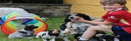 Cocker Spaniel dogs for sale: Extensively Health tested Parents & UNIQUE colours - Advert 12