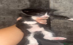 Maine Coon cats for sale: 2 girls and a boy  - Image 4
