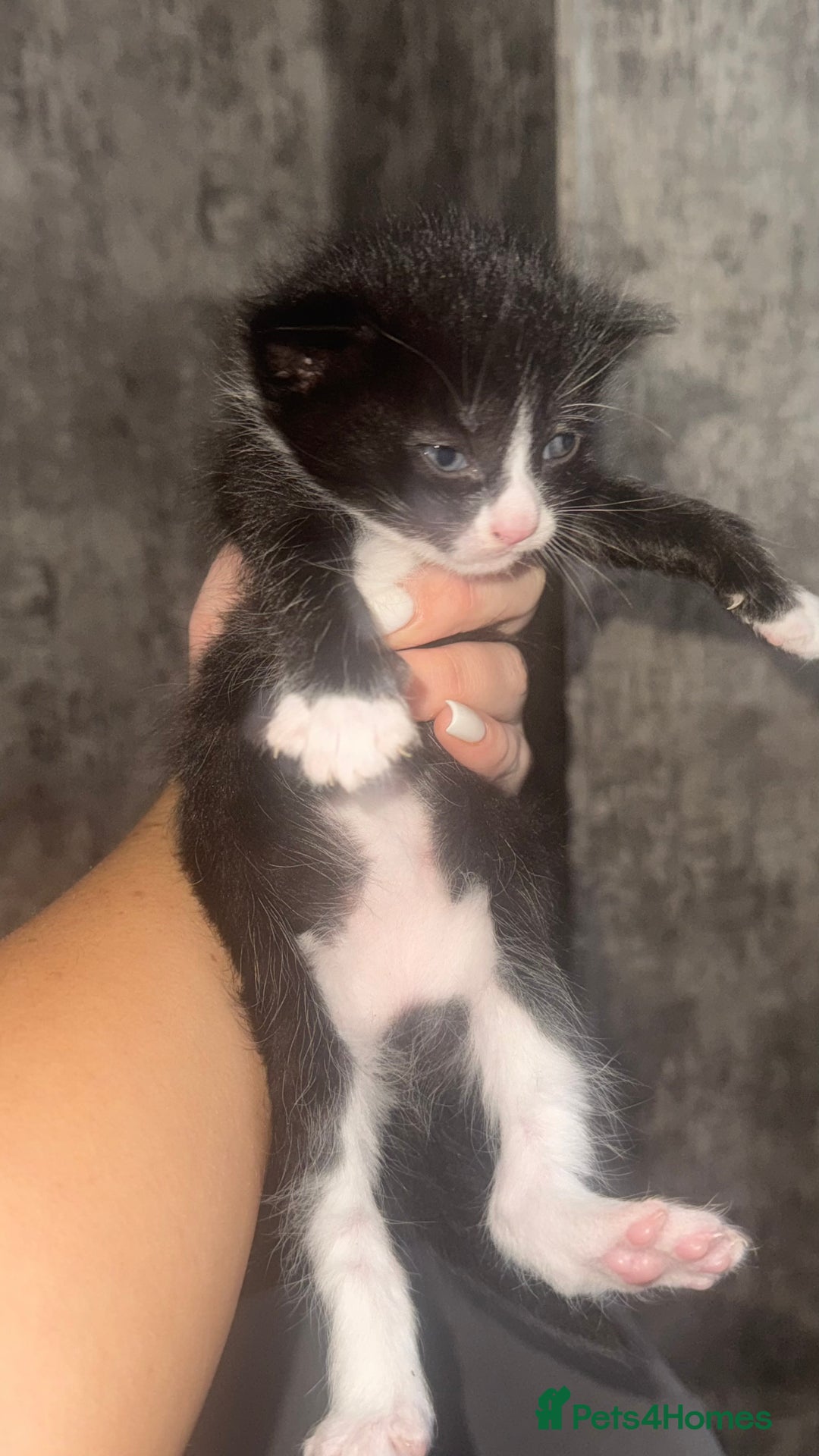 Maine Coon cats for sale: 2 girls and a boy  - Image 4