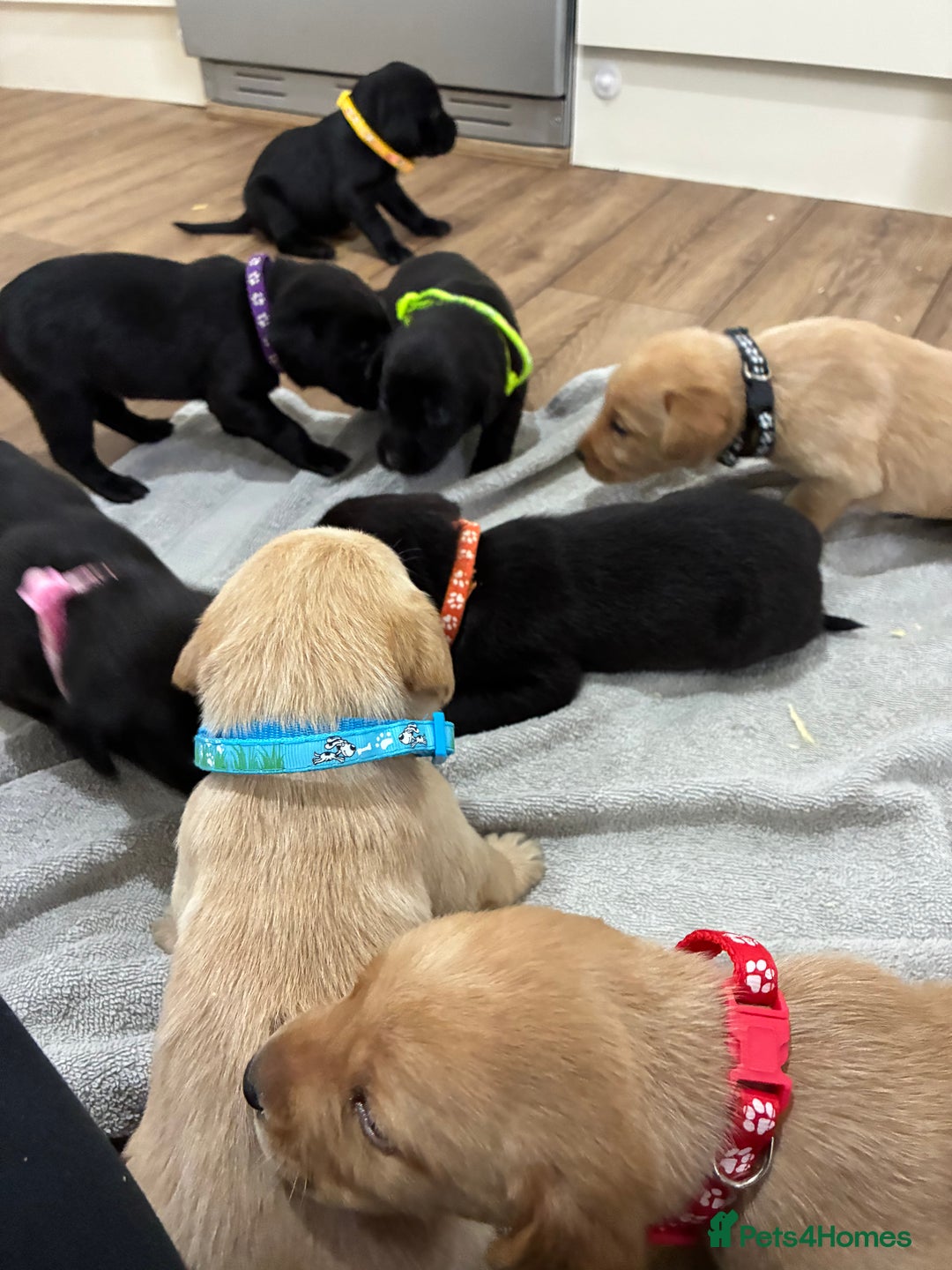 Labrador Retriever dogs for sale: 8 Labrador pups last black female available  - Image 11