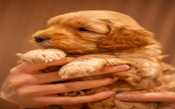 Cockapoo dogs for sale: Stunning F2b Miniature Cockapoos / Health Tested - Image 19