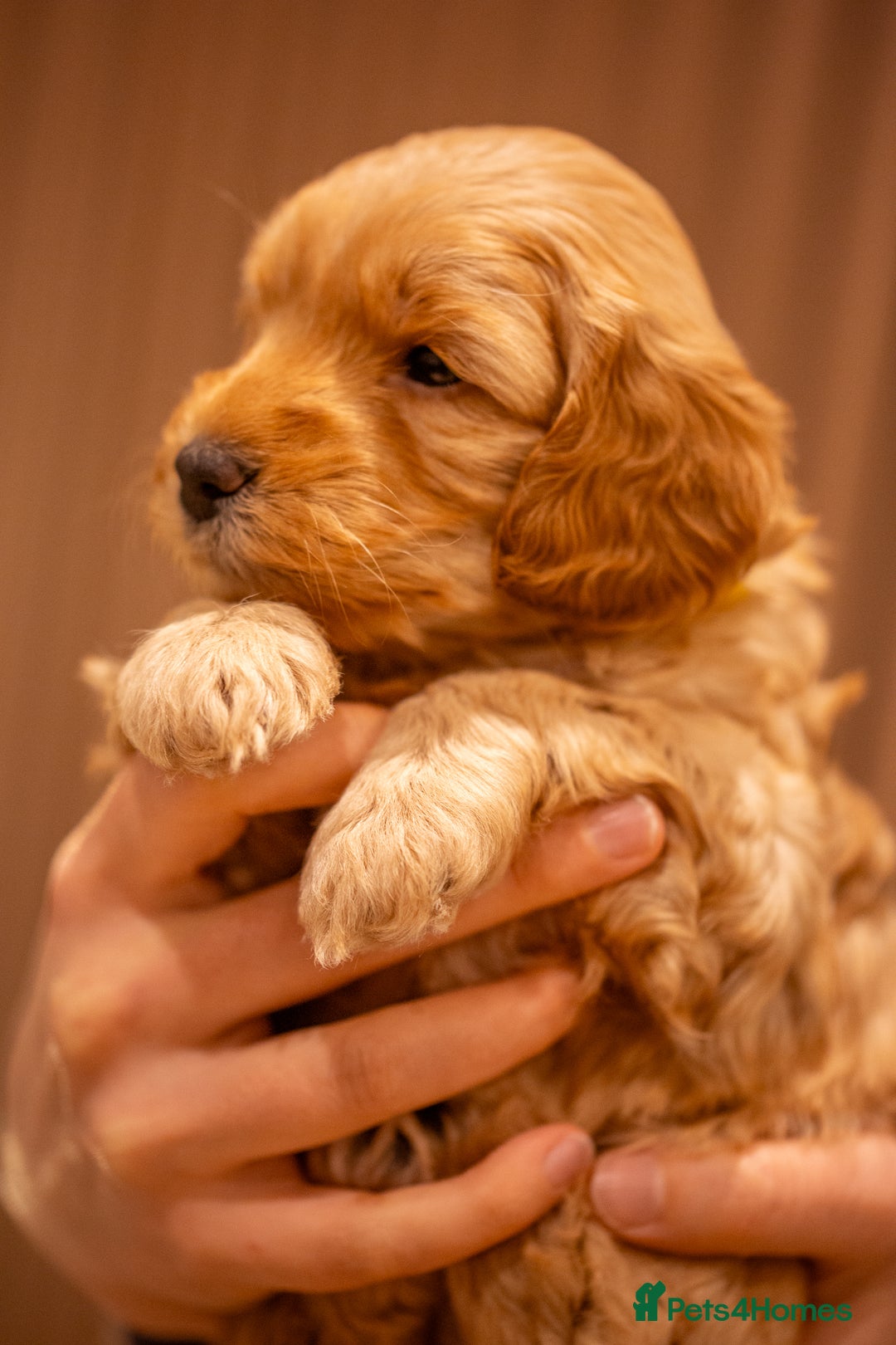 Cockapoo dogs for sale: Stunning F2b Miniature Cockapoos / Health Tested - Image 19