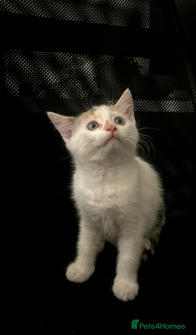 Maine Coon cats Maine coon cross - Advert 18