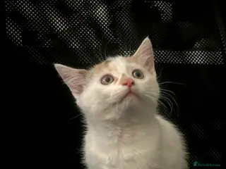 Maine Coon cats Maine coon cross - Advert 18