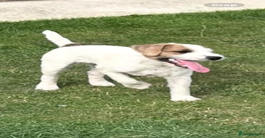 Jack Russell dogs - Advert 7