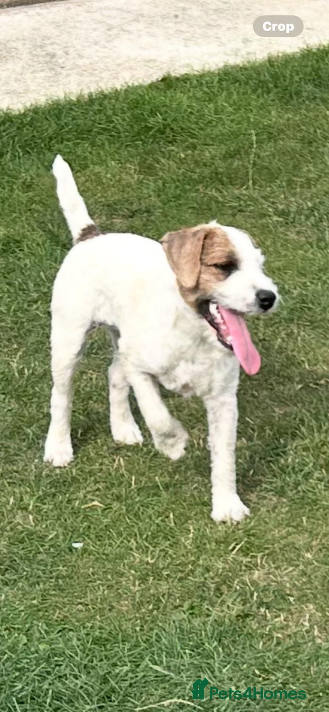 Jack Russell dogs for sale: 6 months old Jack Russell Puppy for Sale  - Image 3