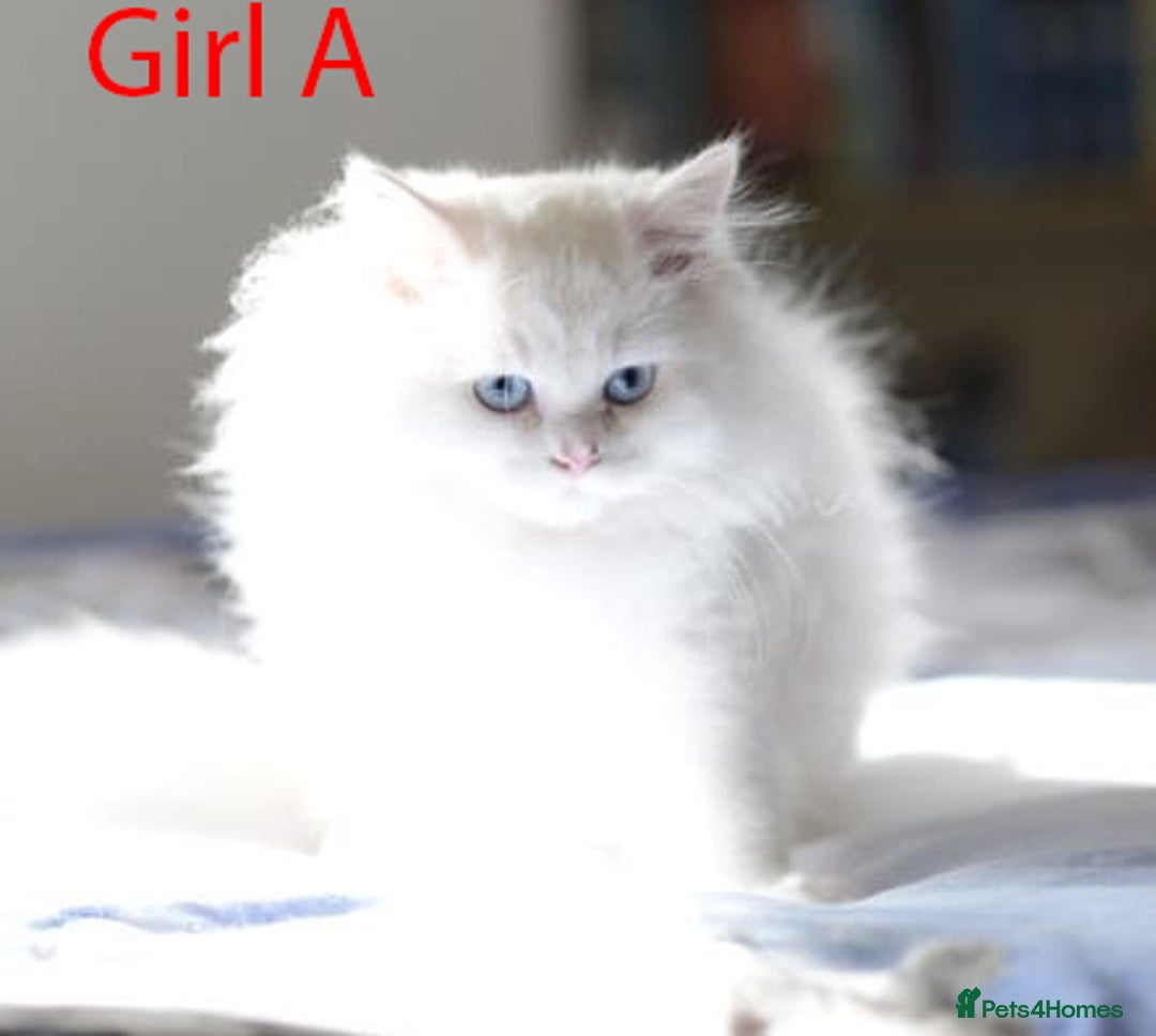 Persian cats for sale: persians all white 1 boy 2 girls - Advert 8