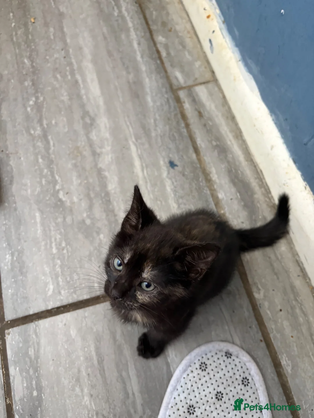 Bengal cats for sale: Bengal x Russian blue.  - Advert 1