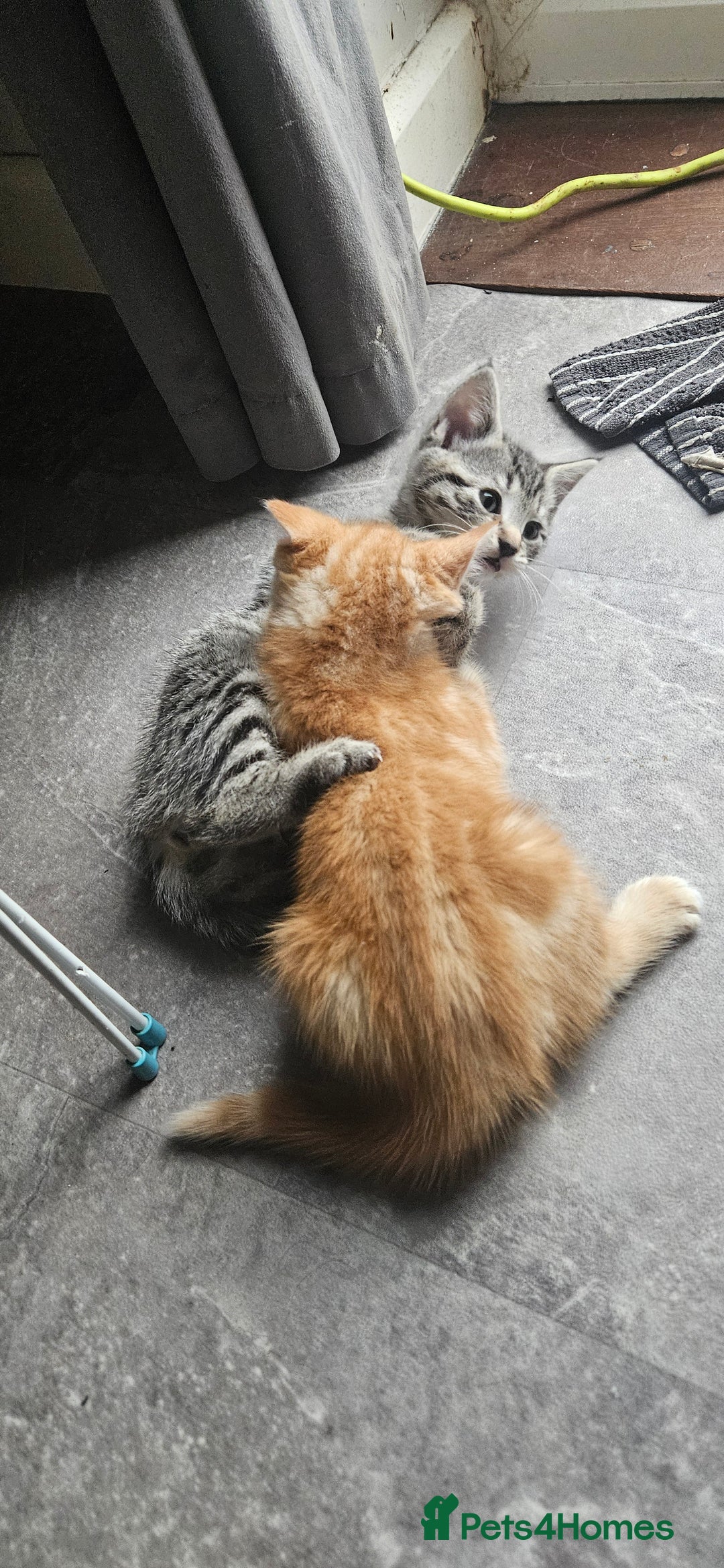 Mixed Breed cats for sale: Mainecoon bloodline  - Advert 5